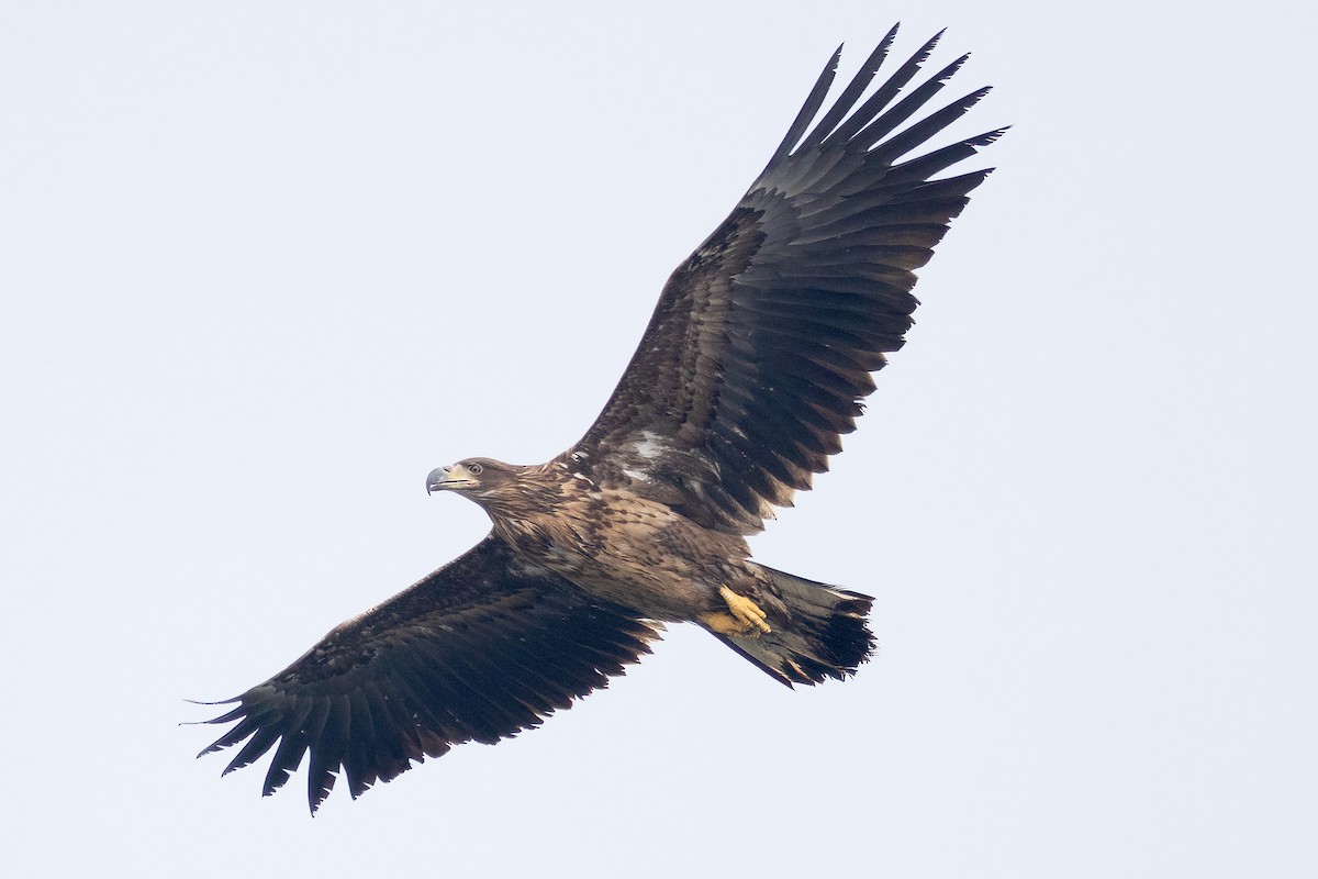 White-tailed Eagle - ML615925624