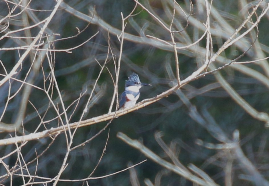 Belted Kingfisher - ML615925645
