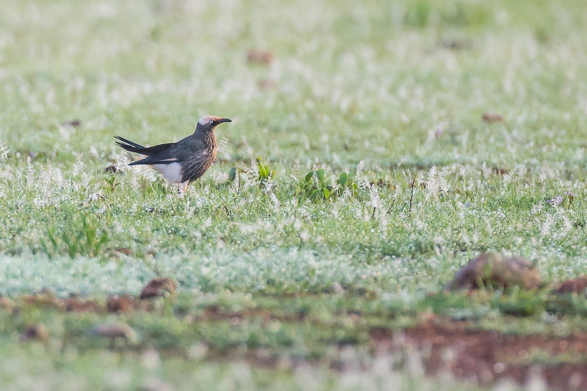 White-crowned Starling - ML615925766
