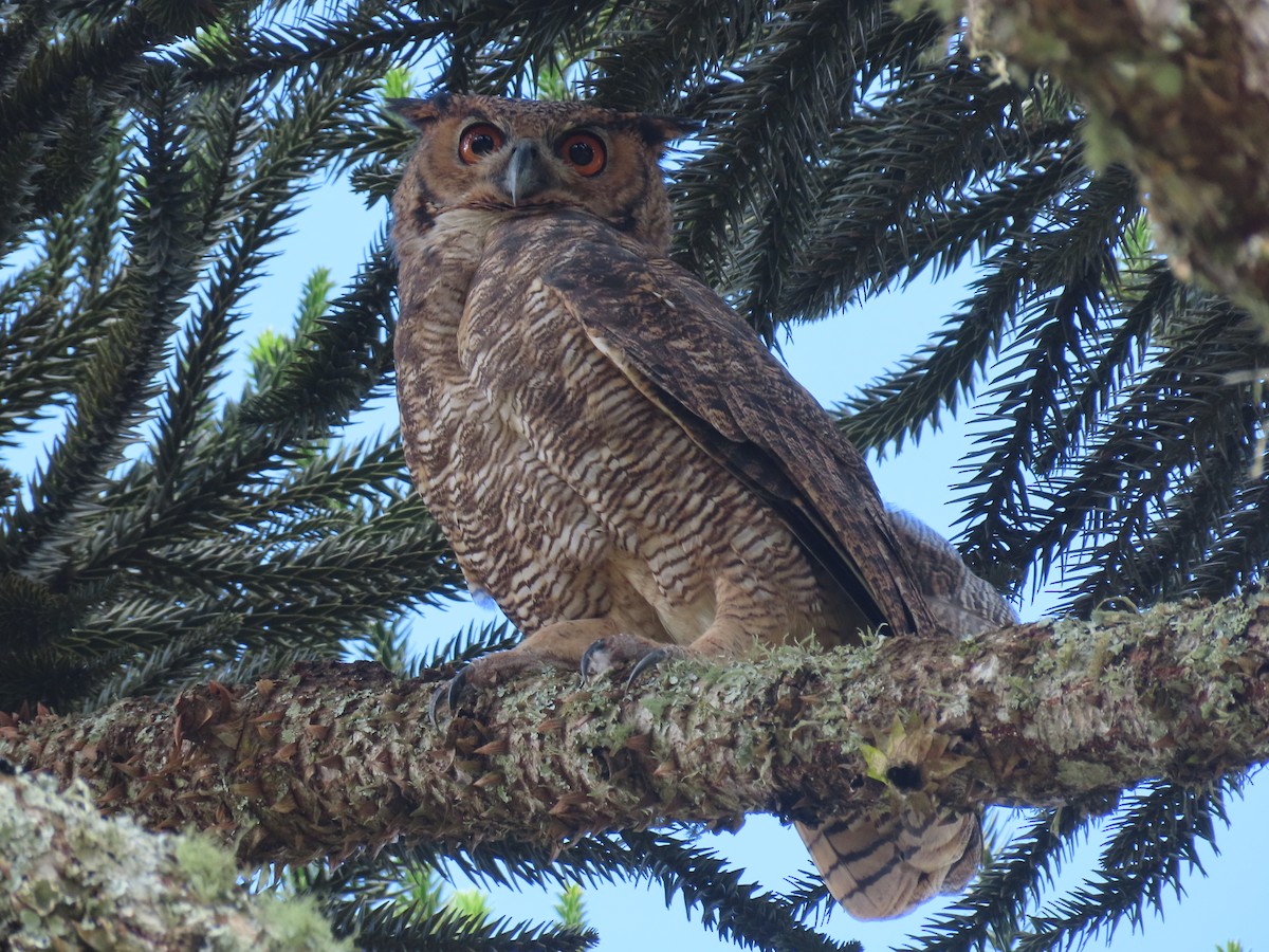 Great Horned Owl - ML615925801