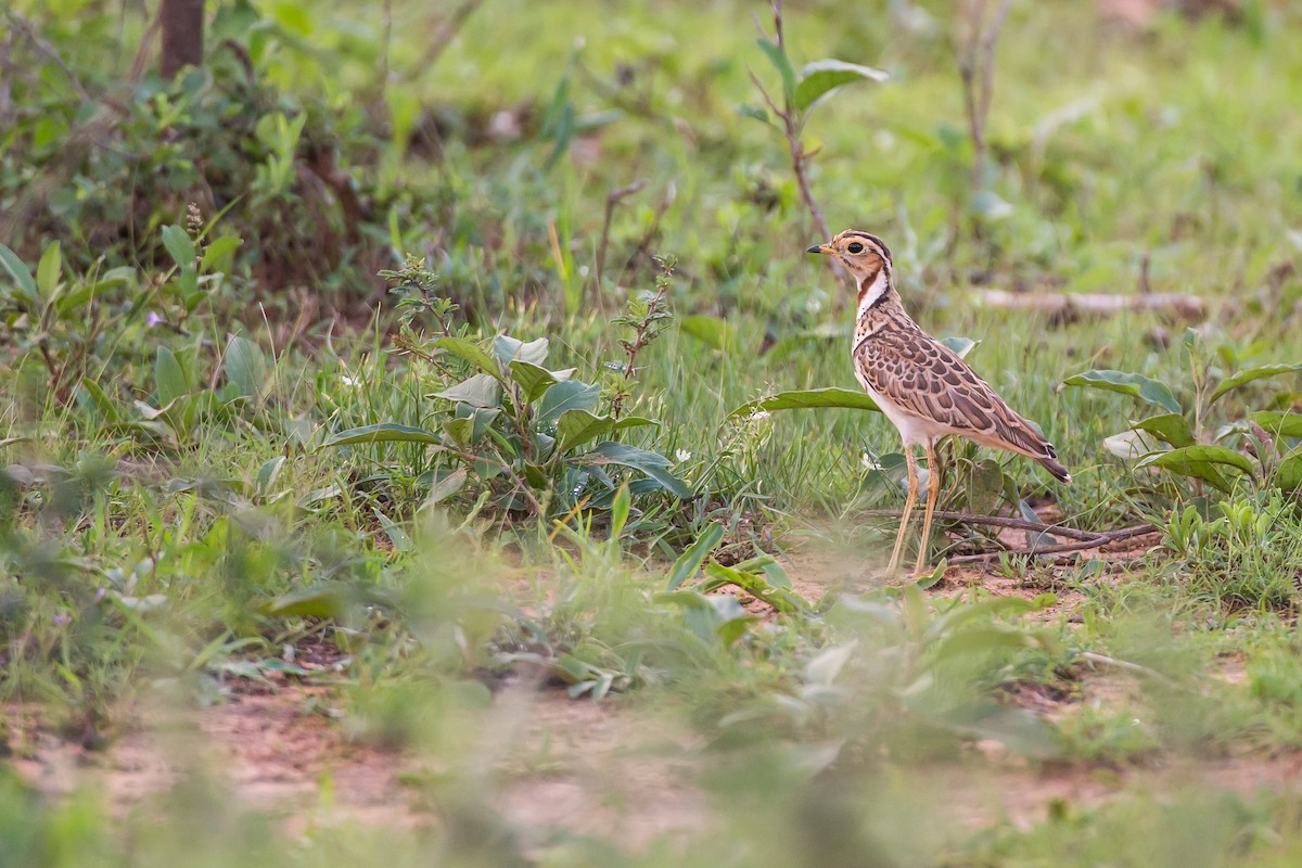 Three-banded Courser - ML615925848
