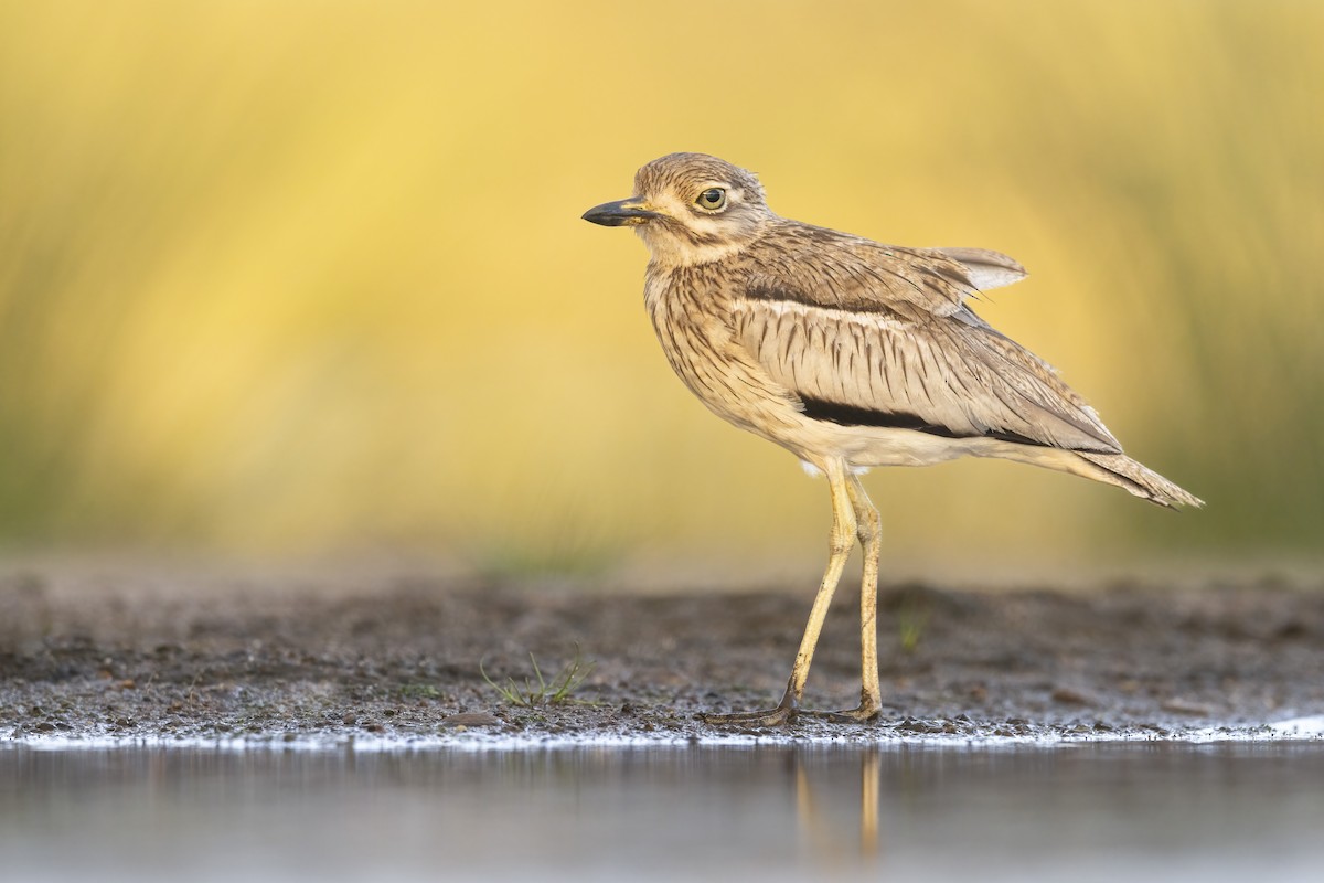 Water Thick-knee - Dorian Anderson