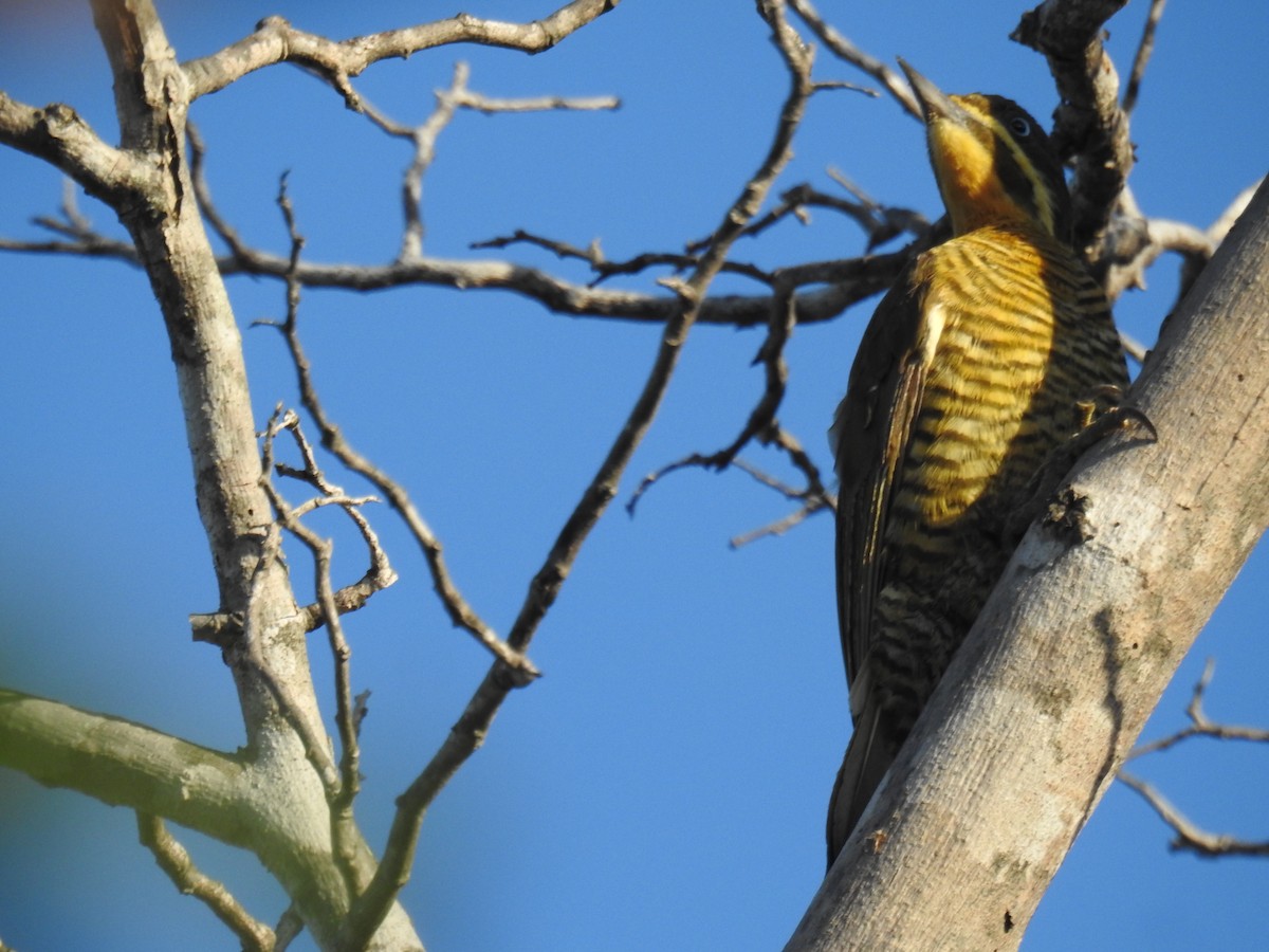 Golden-green Woodpecker (Golden-green) - ML615926514