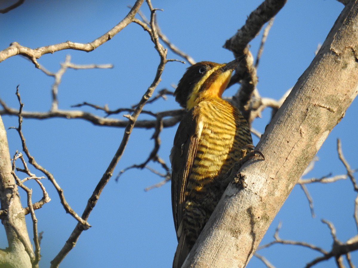 Golden-green Woodpecker (Golden-green) - ML615926515