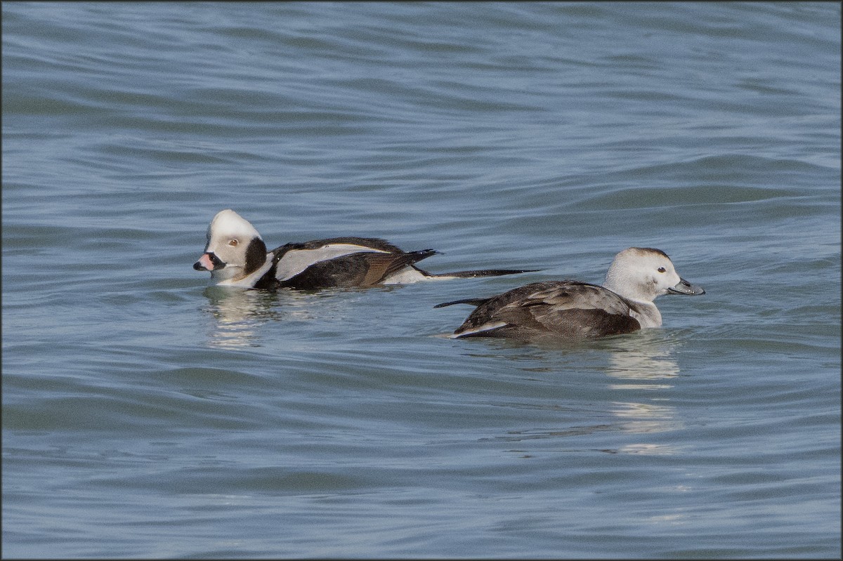 Long-tailed Duck - ML615926595