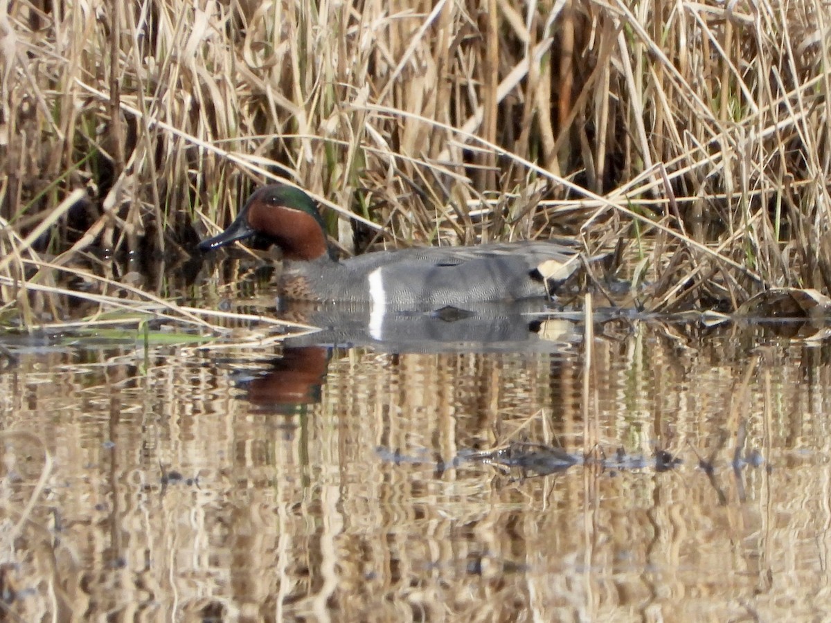Green-winged Teal - ML615926675