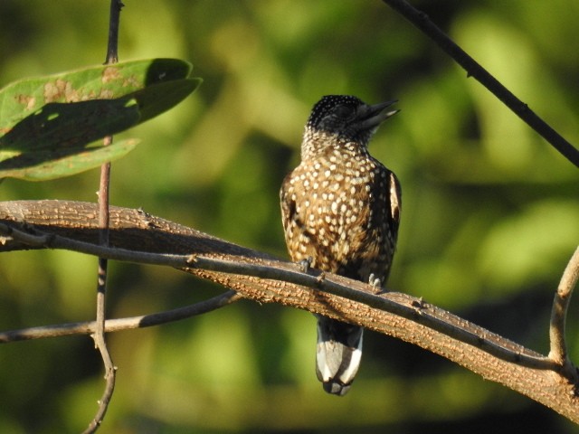 Spotted Piculet - ML615926917