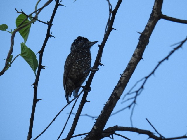 Spotted Piculet - ML615926923