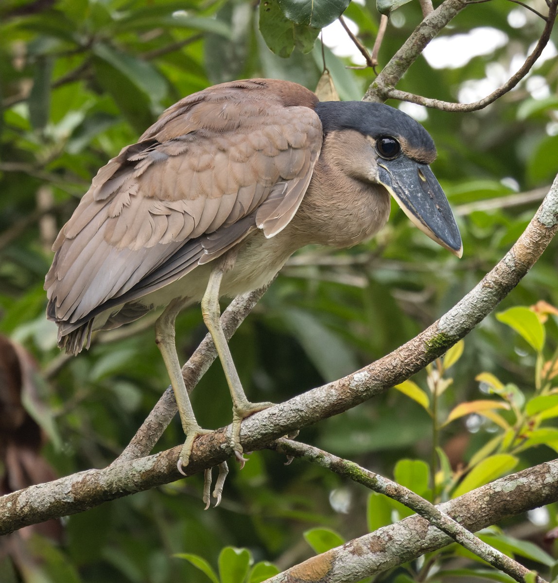 Boat-billed Heron (Northern) - Lars Petersson | My World of Bird Photography