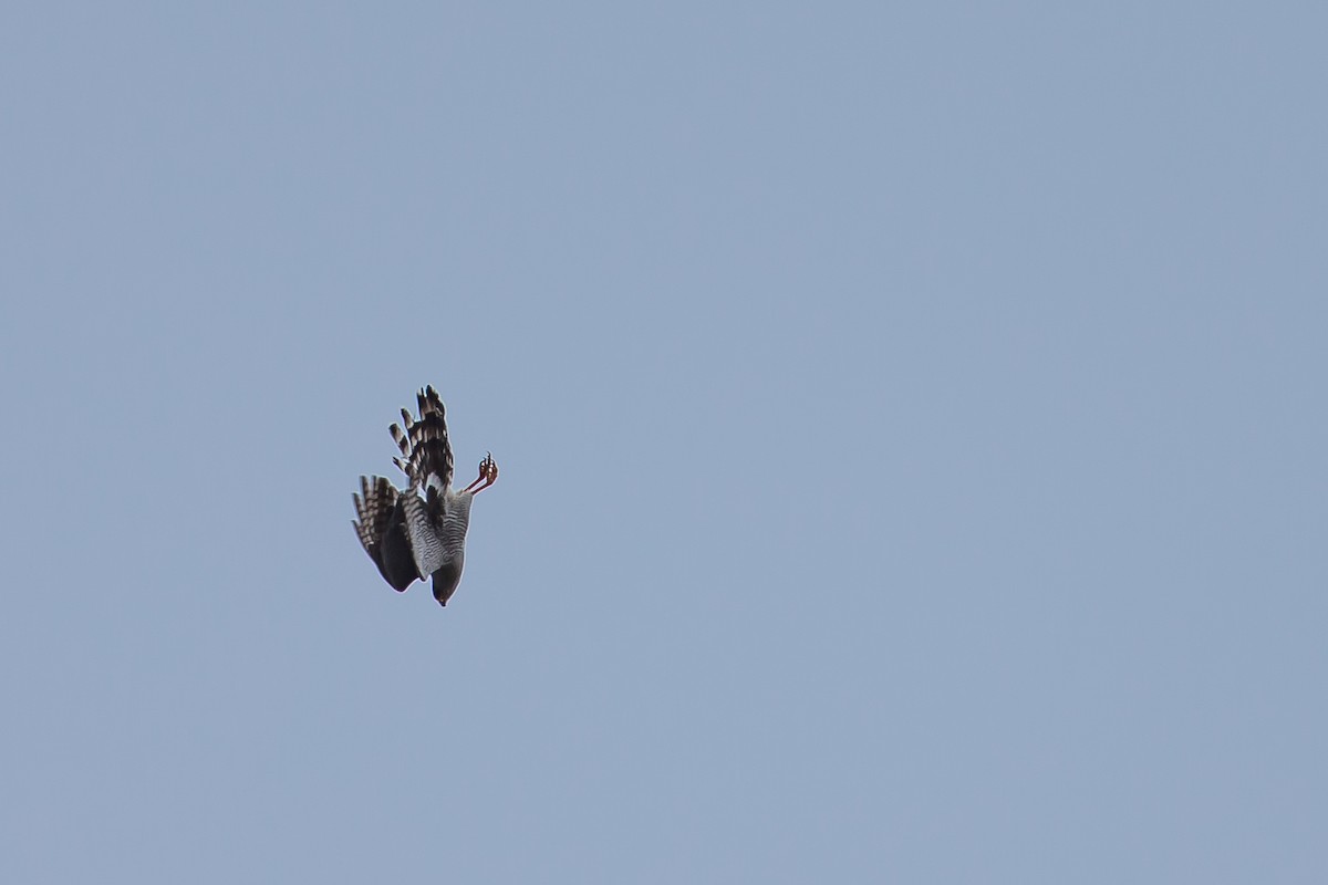 Ovambo Sparrowhawk - ML615927015