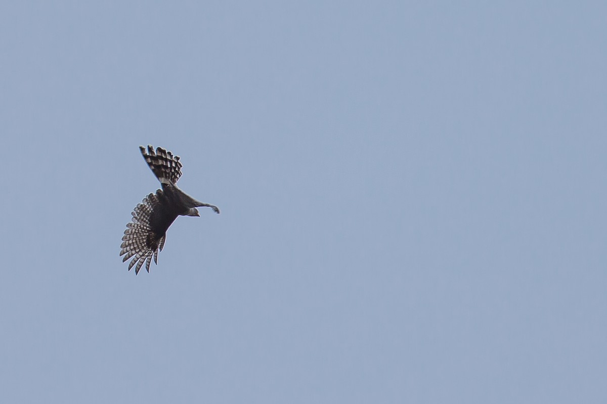 Ovambo Sparrowhawk - ML615927016