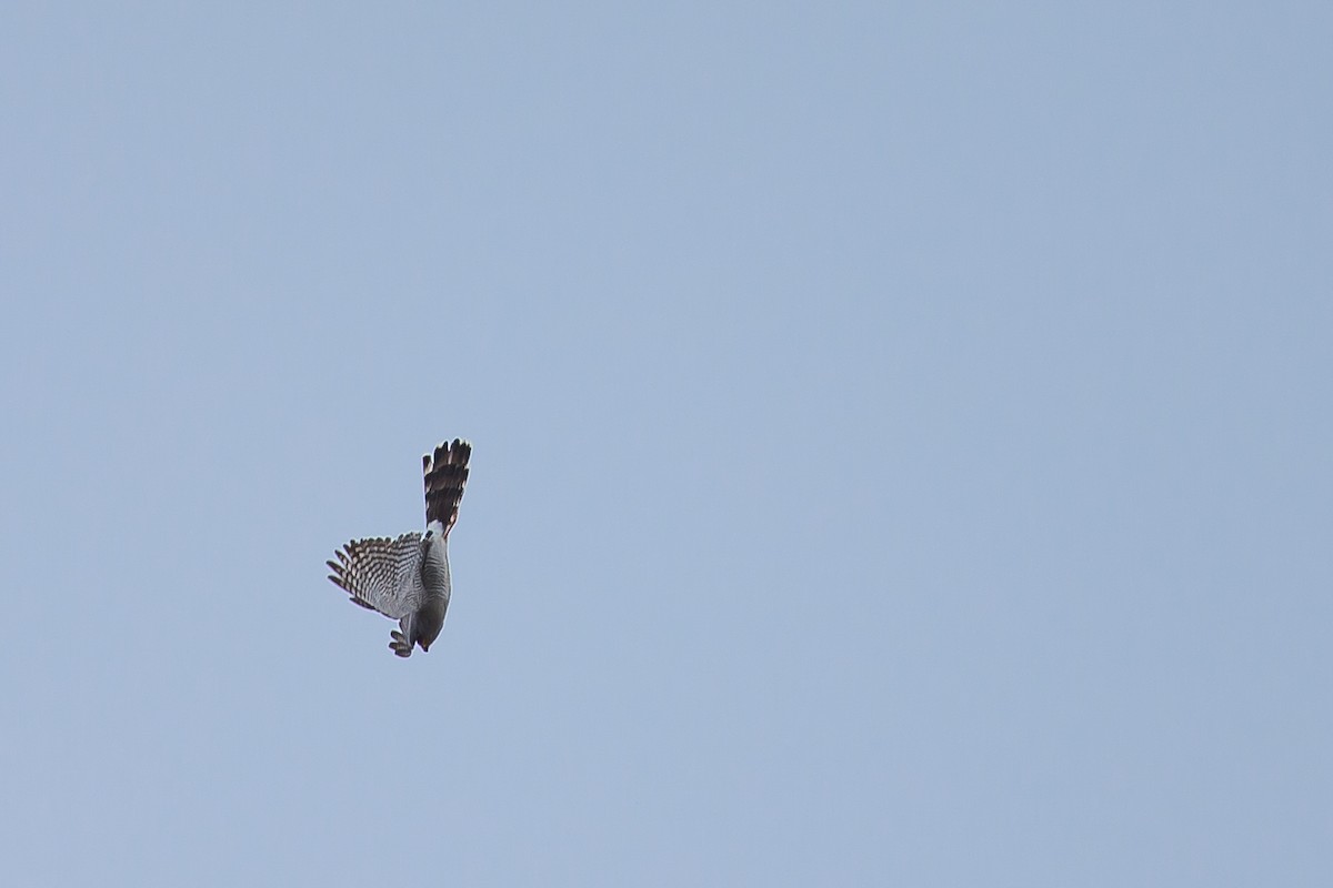 Ovambo Sparrowhawk - ML615927018