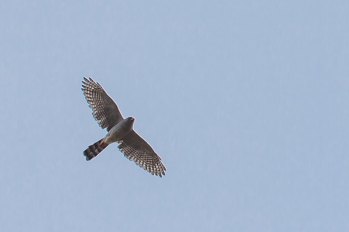 Ovambo Sparrowhawk - ML615927022