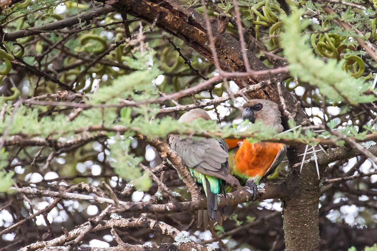 Red-bellied Parrot - ML615927075