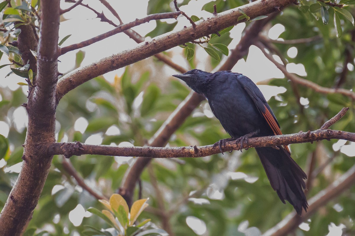Red-winged Starling - ML615927113