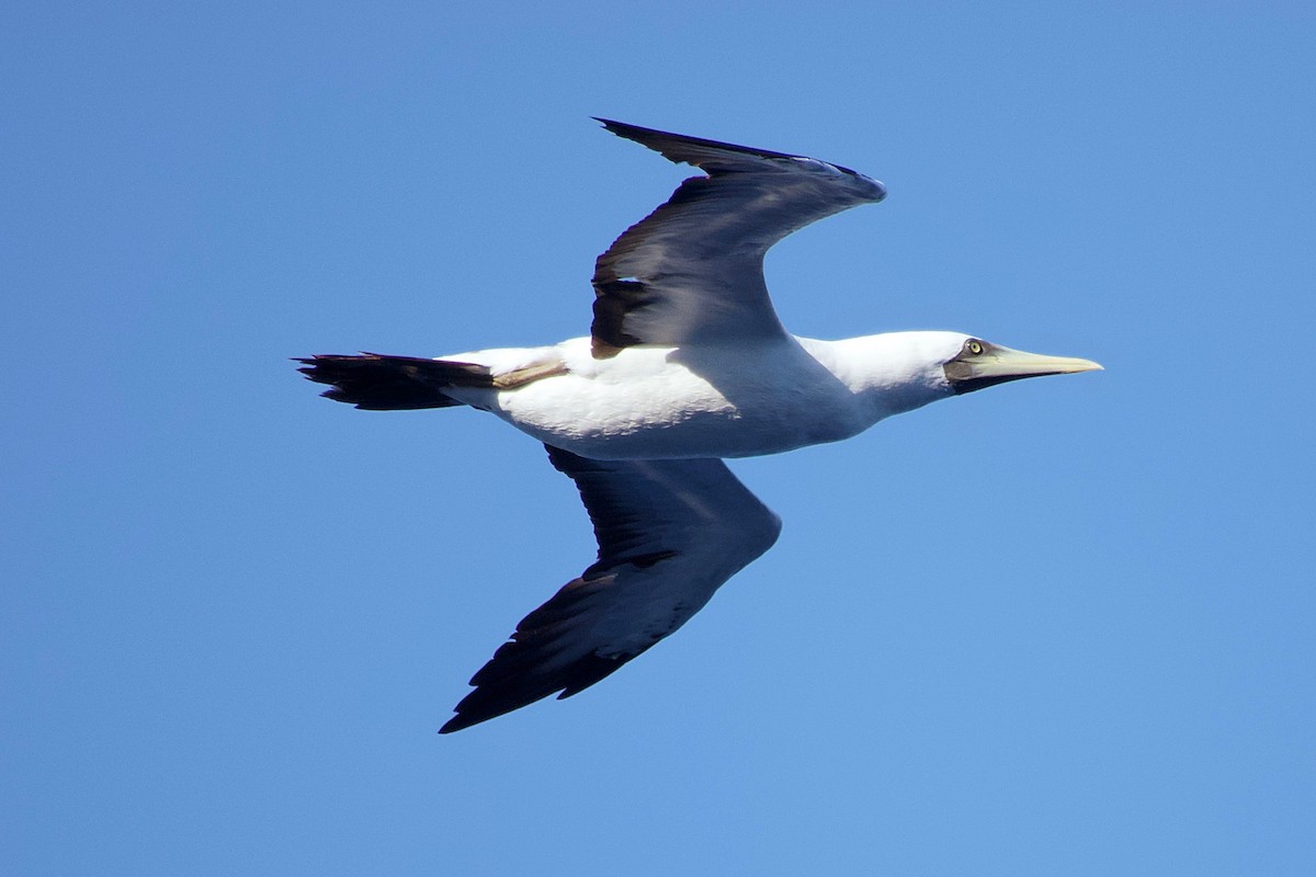 Masked Booby - ML615927122