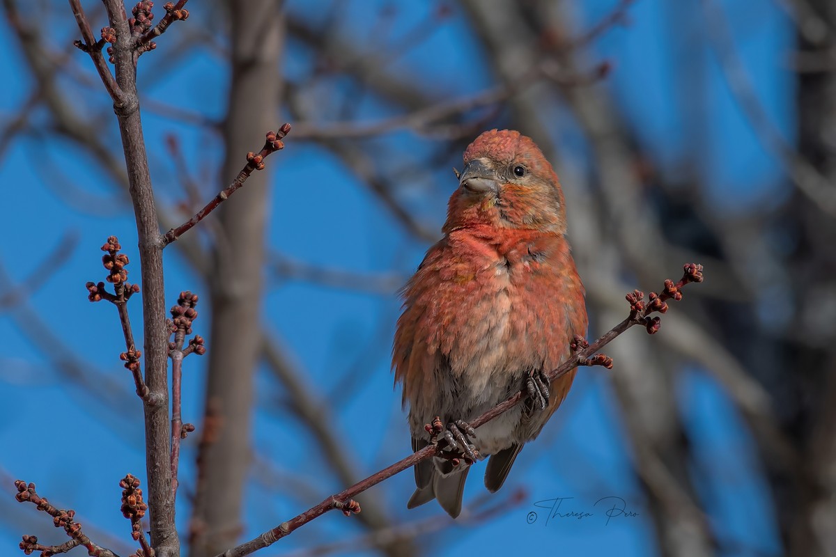 Red Crossbill - Theresa Pero
