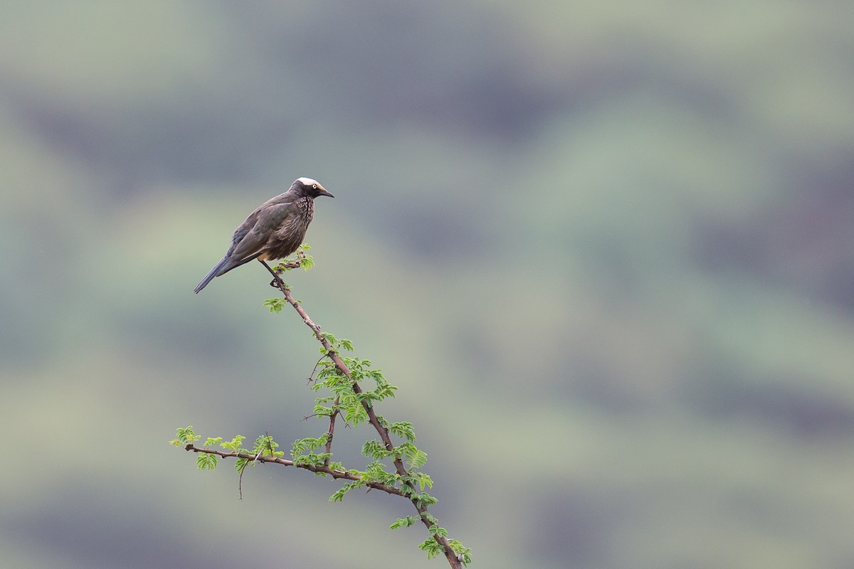 White-crowned Starling - ML615927169