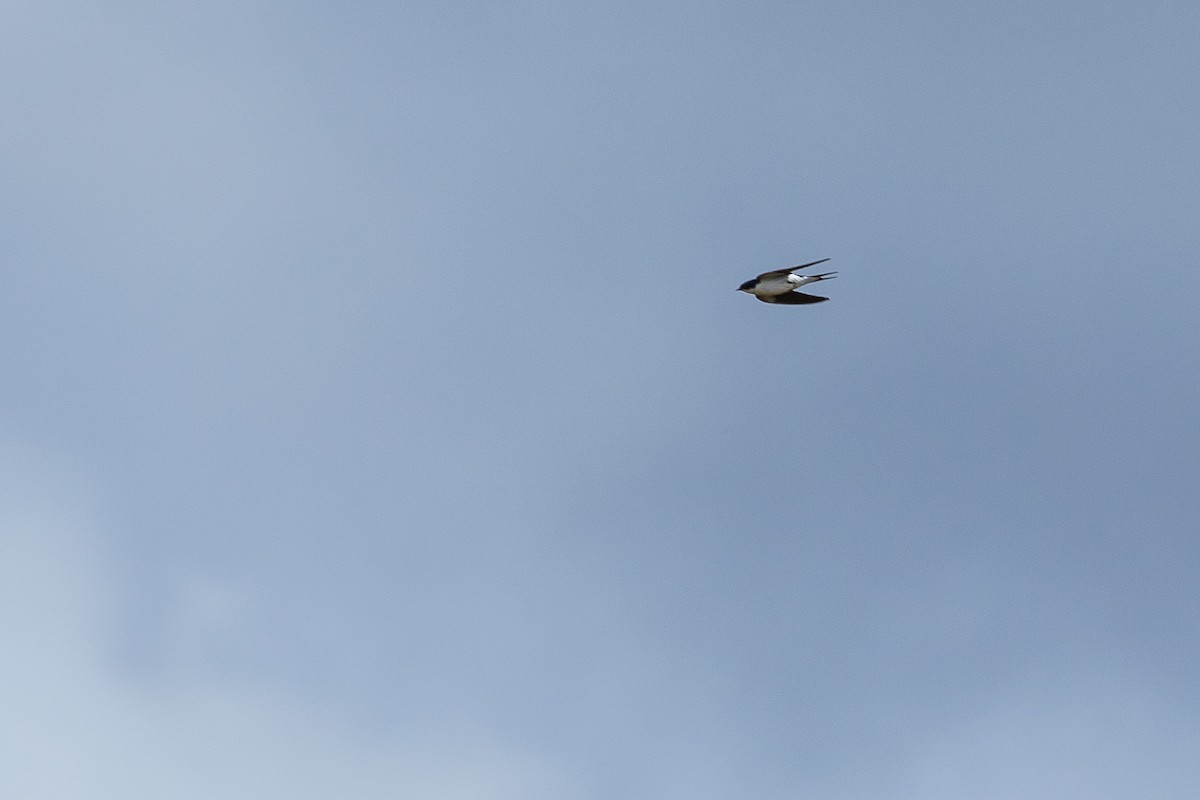 White-tailed Swallow - ML615927196
