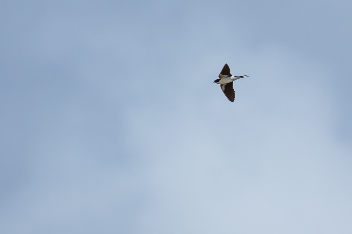 White-tailed Swallow - ML615927197