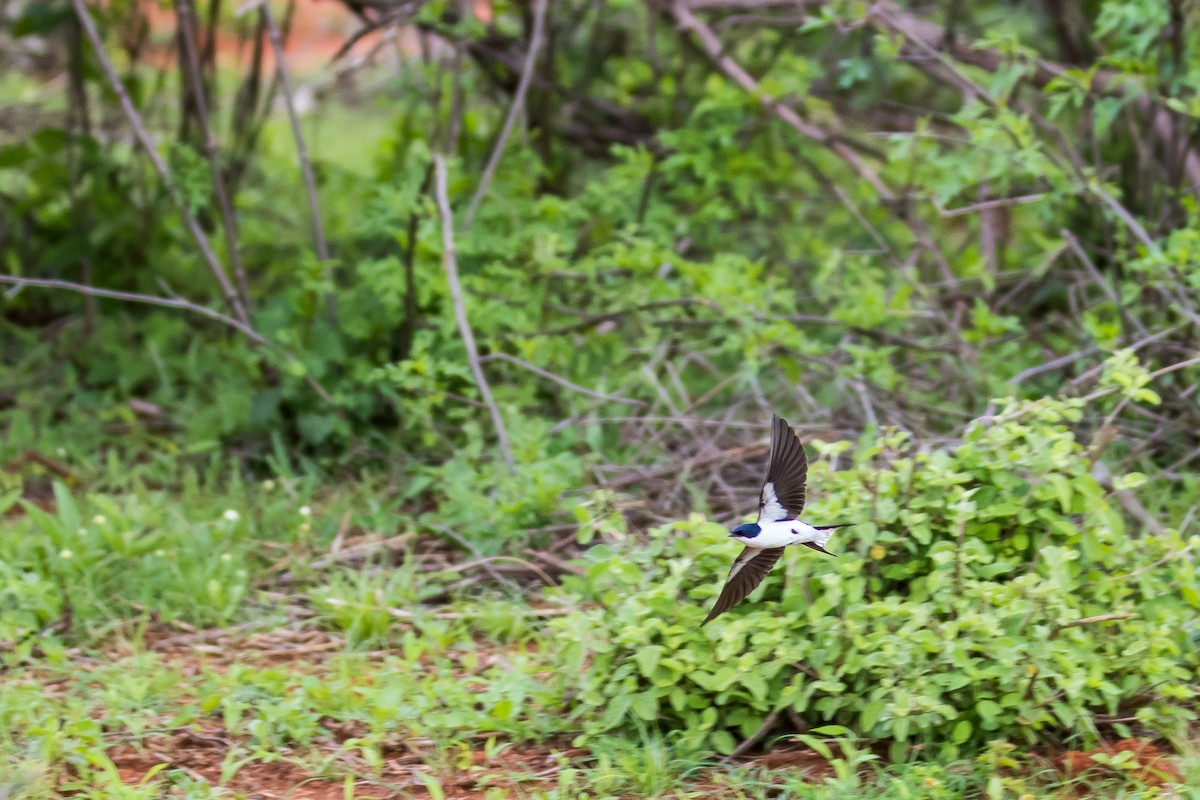 White-tailed Swallow - ML615927200