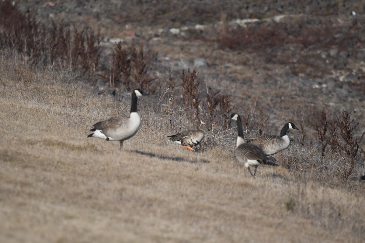 Greater White-fronted Goose - ML615927219