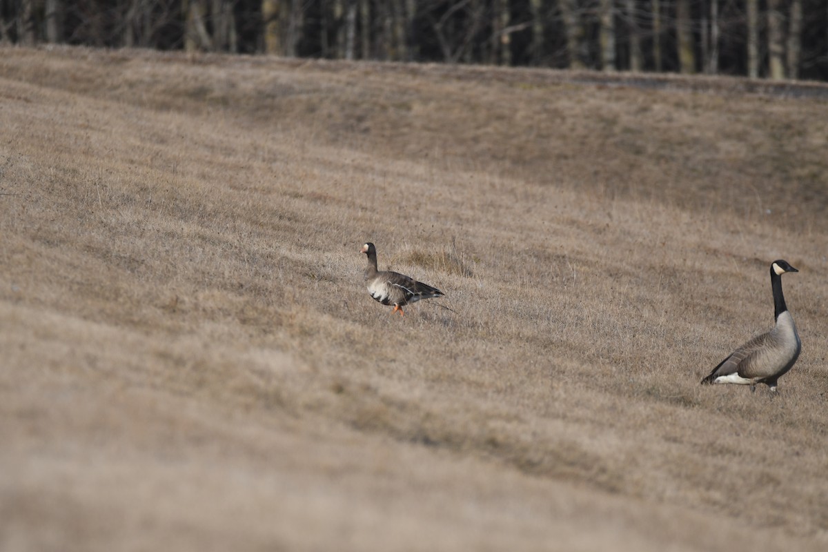 Greater White-fronted Goose - ML615927321