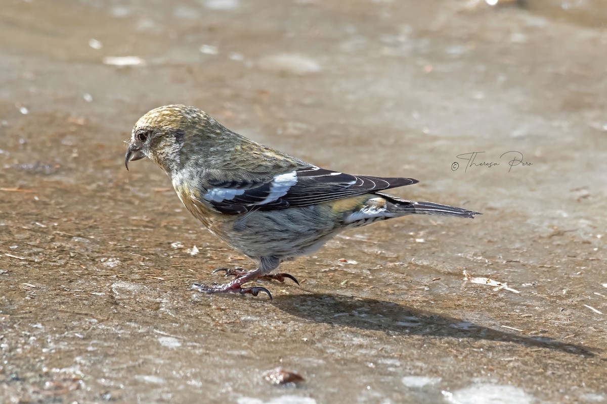 White-winged Crossbill - Theresa Pero