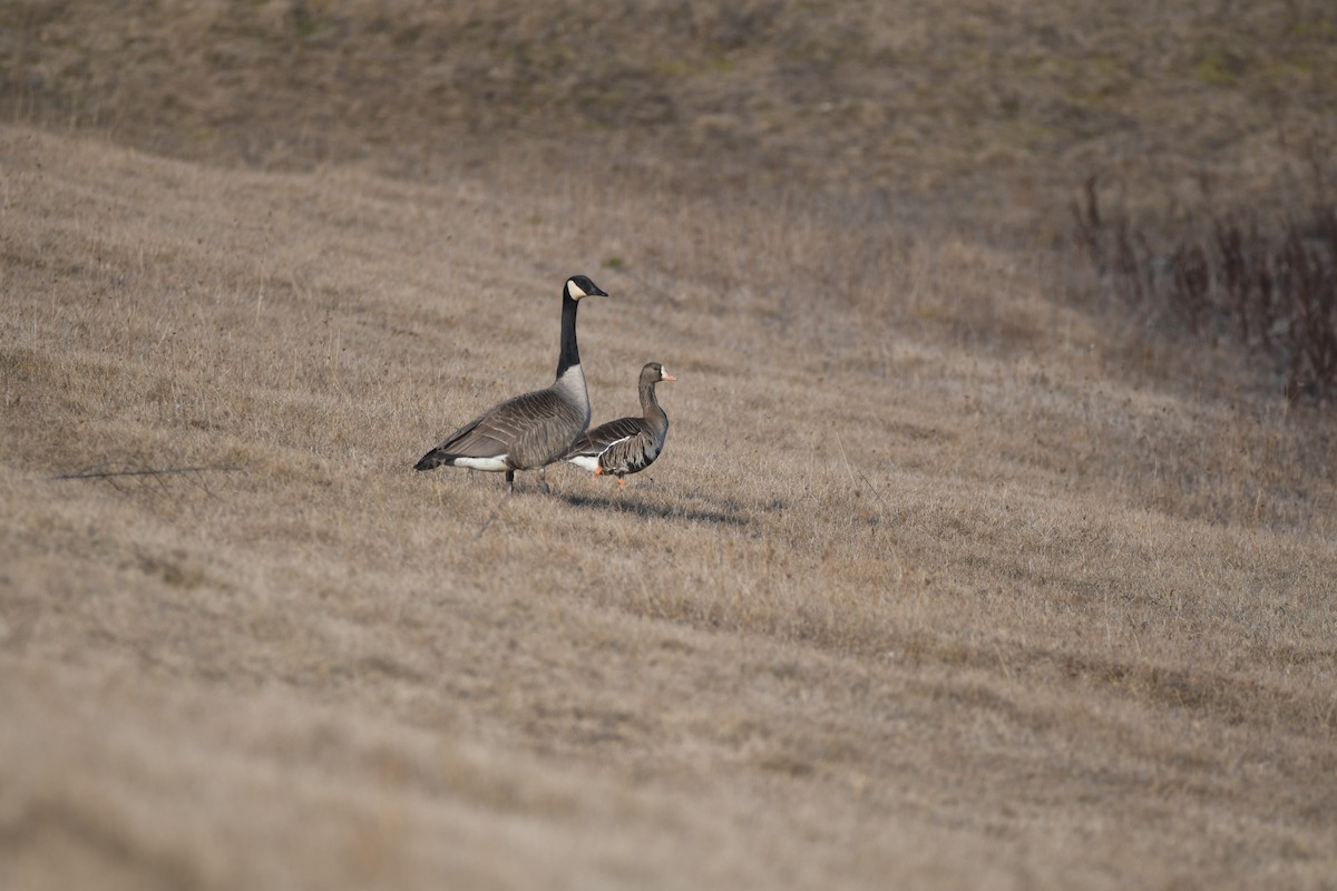 Greater White-fronted Goose - ML615927323