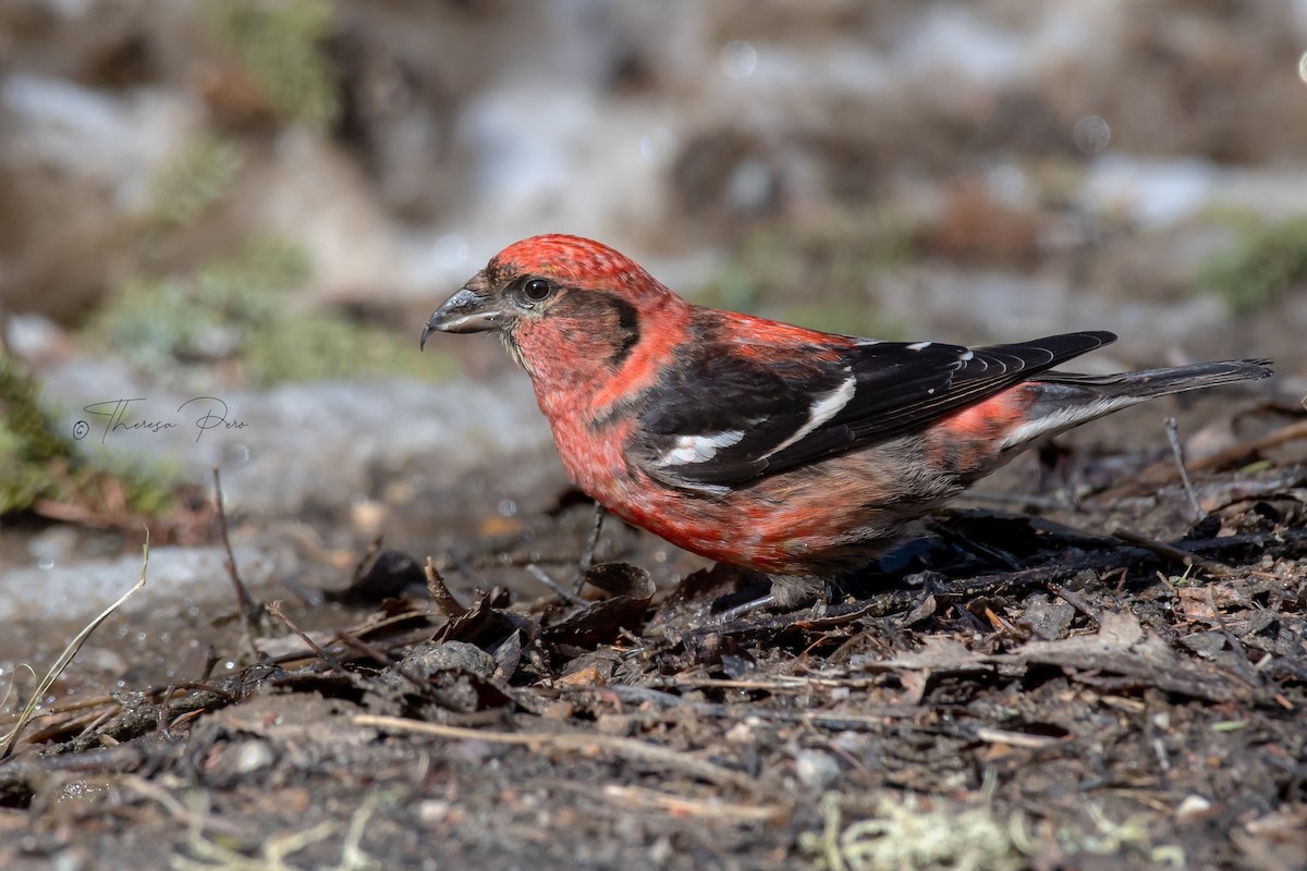 White-winged Crossbill - Theresa Pero