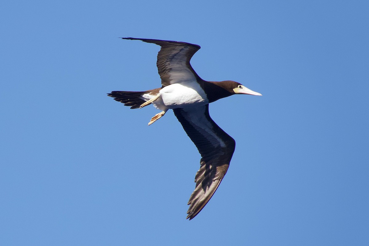 Brown Booby - ML615927334