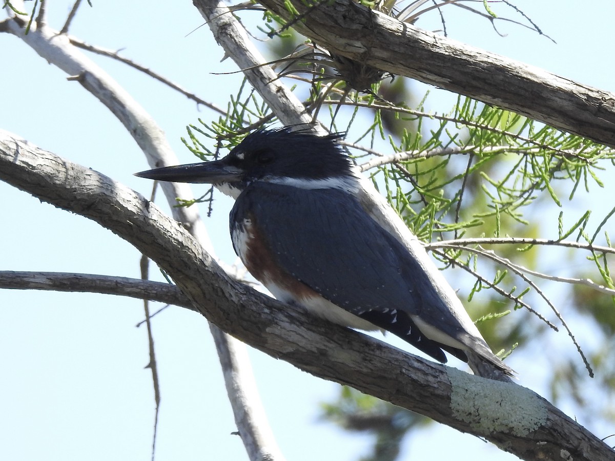 Belted Kingfisher - ML615927340
