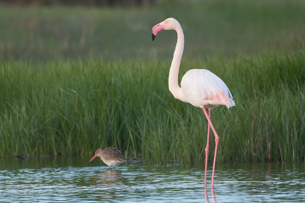 Greater Flamingo - Santiago Caballero Carrera