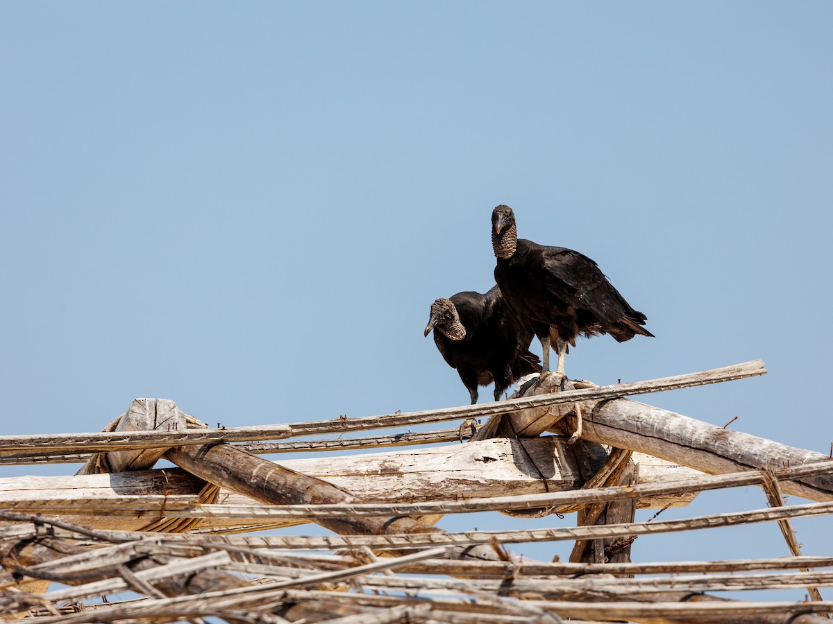Black Vulture - ML615927525