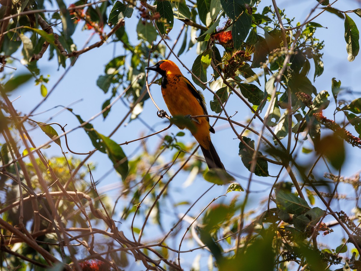 Spot-breasted Oriole - ML615927560