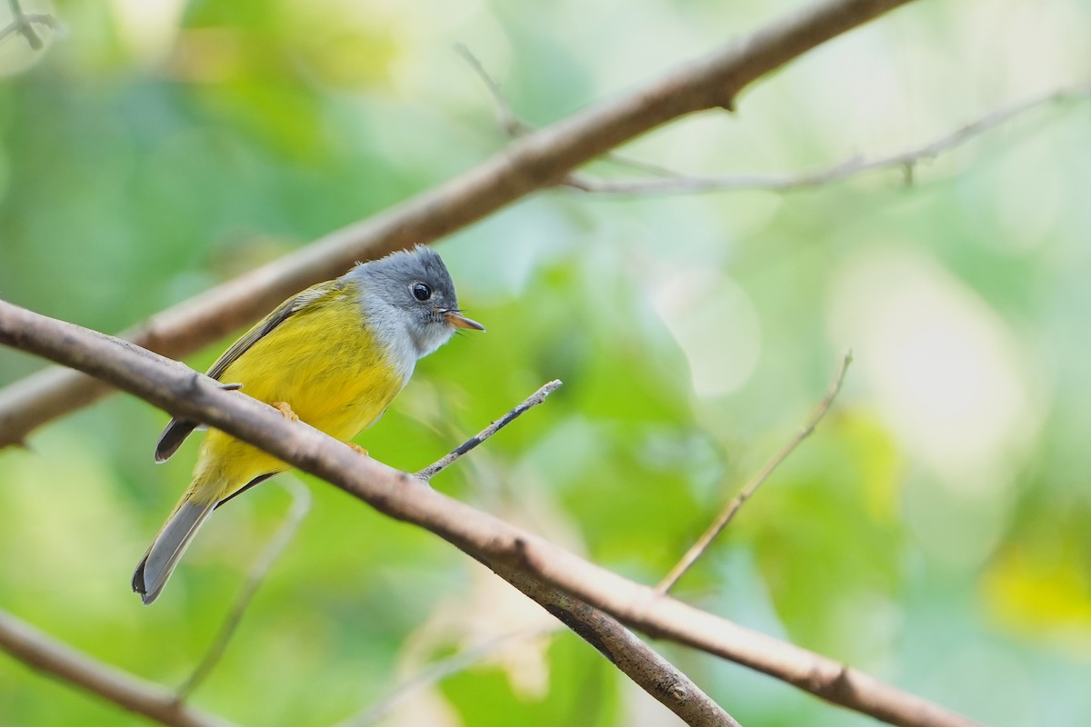 Gray-headed Canary-Flycatcher - ML615927642