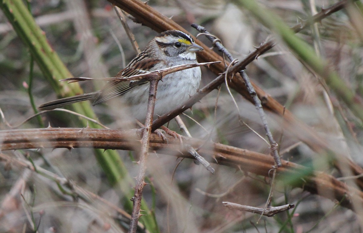White-throated Sparrow - ML615927657