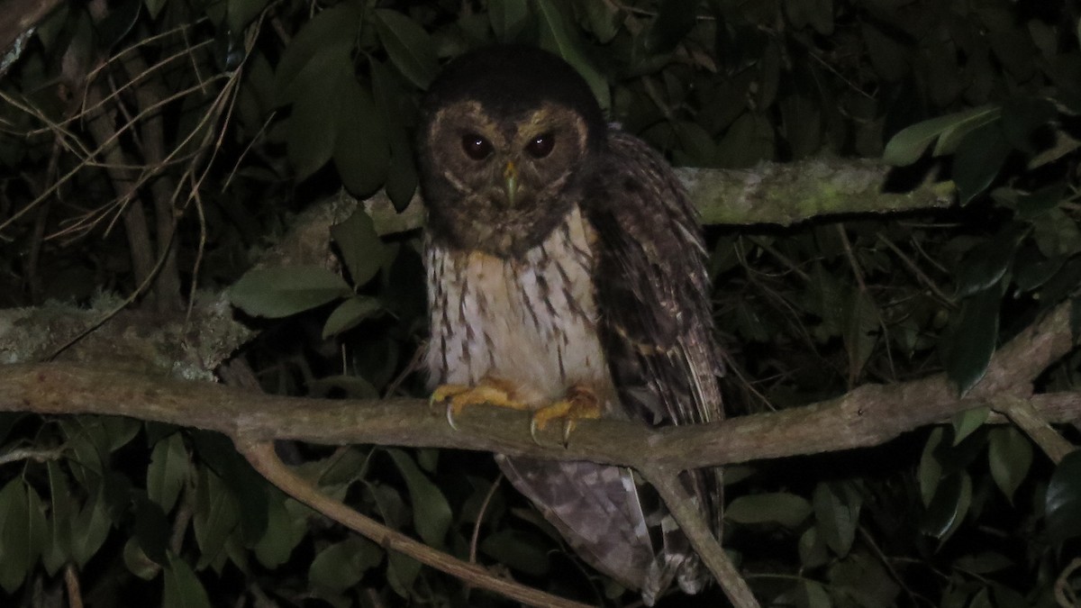 Mottled Owl - ML615927952