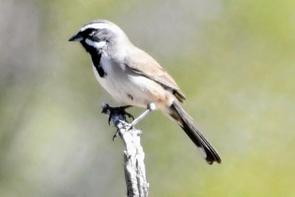 Black-throated Sparrow - ML615928137
