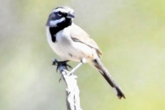 Black-throated Sparrow - ML615928138