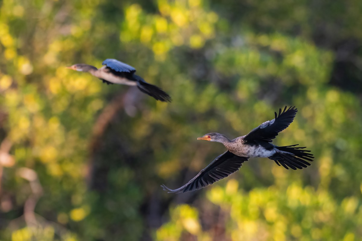 Long-tailed Cormorant - ML615928221