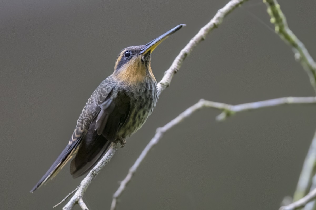 kolibřík pilozobý - ML615928281
