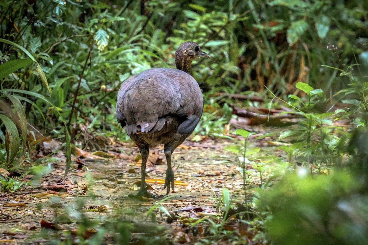 Solitary Tinamou - Skip Russell