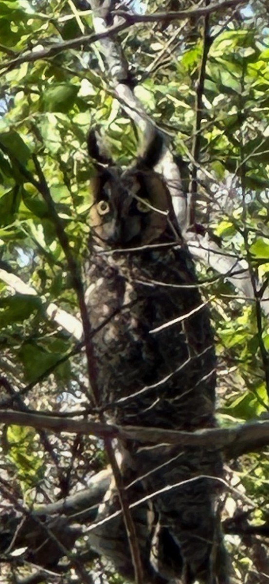 Long-eared Owl - ML615928414