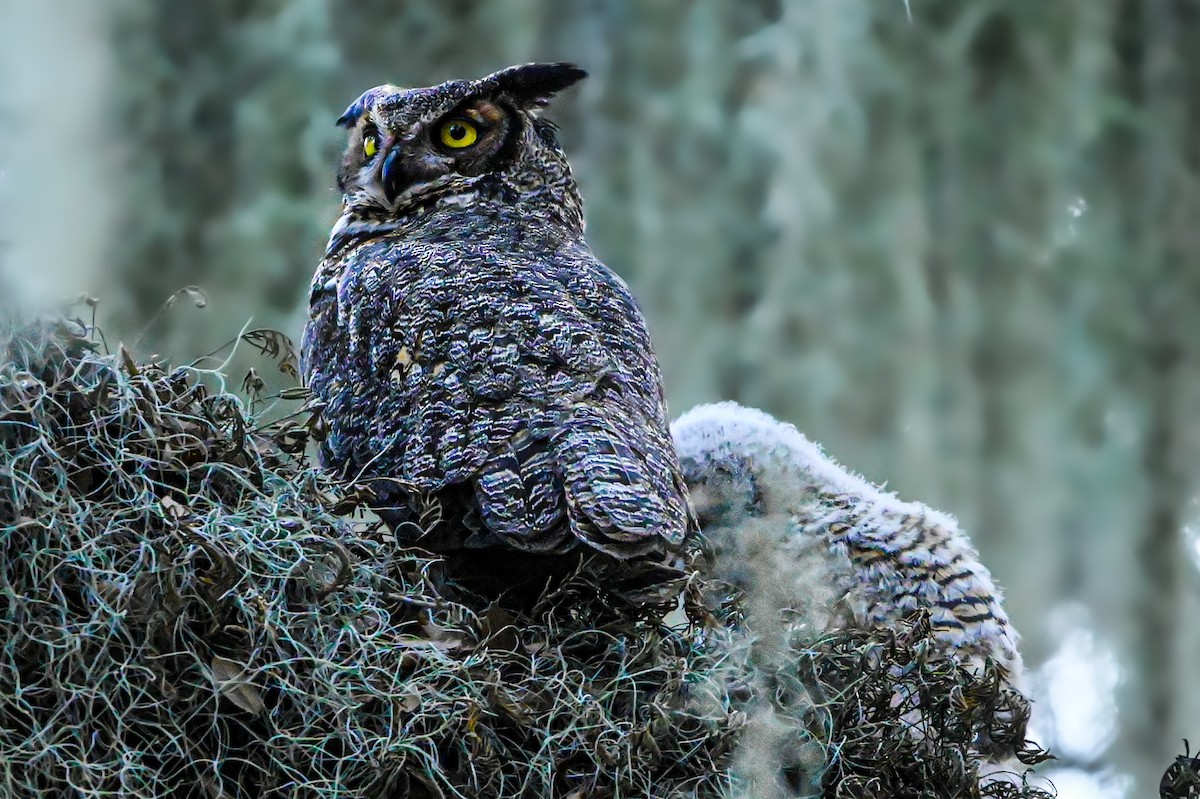 Great Horned Owl - ML615928548