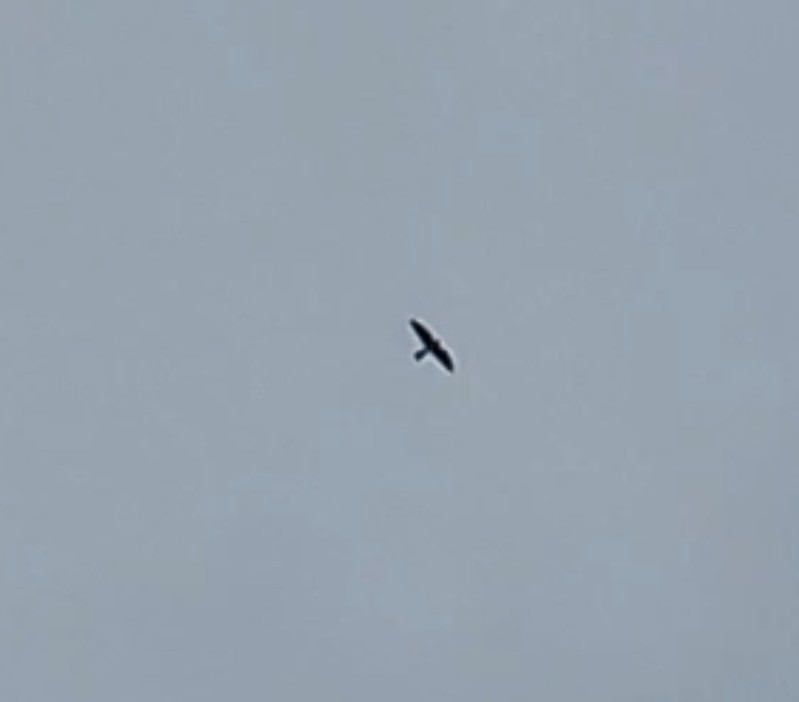Peregrine Falcon (Australian) - ML615928578