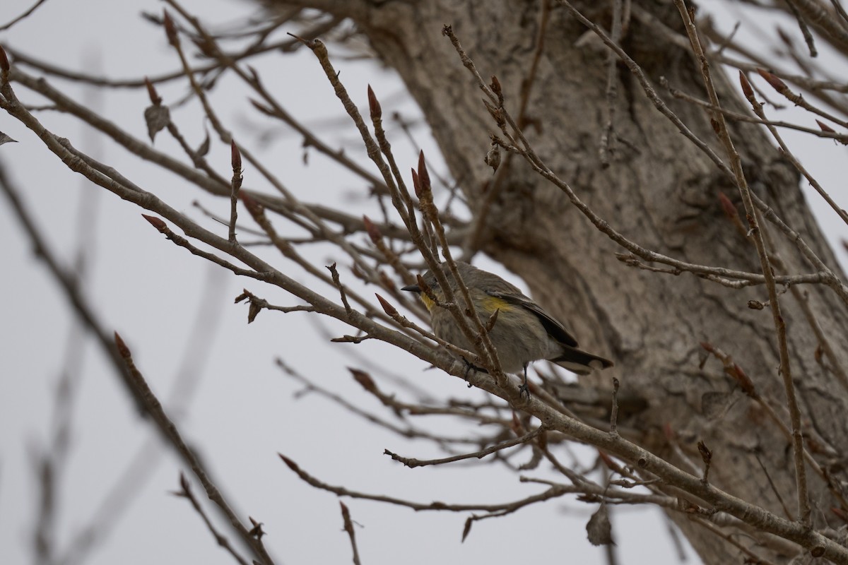 White-crowned Sparrow - ML615928603