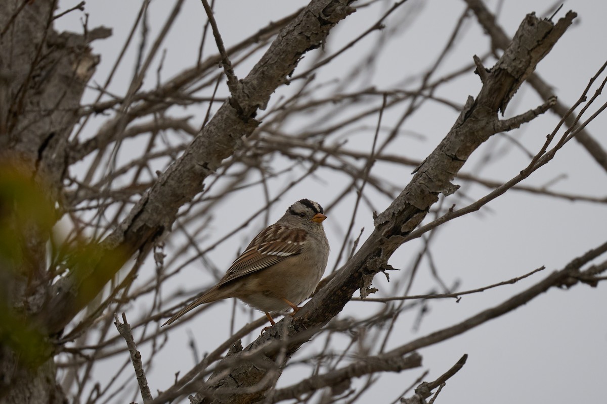 White-crowned Sparrow - Andrew Sheridan