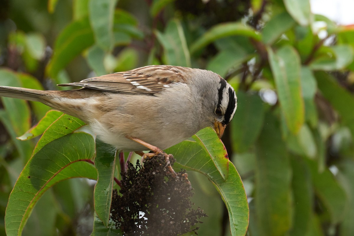 White-crowned Sparrow - ML615928606