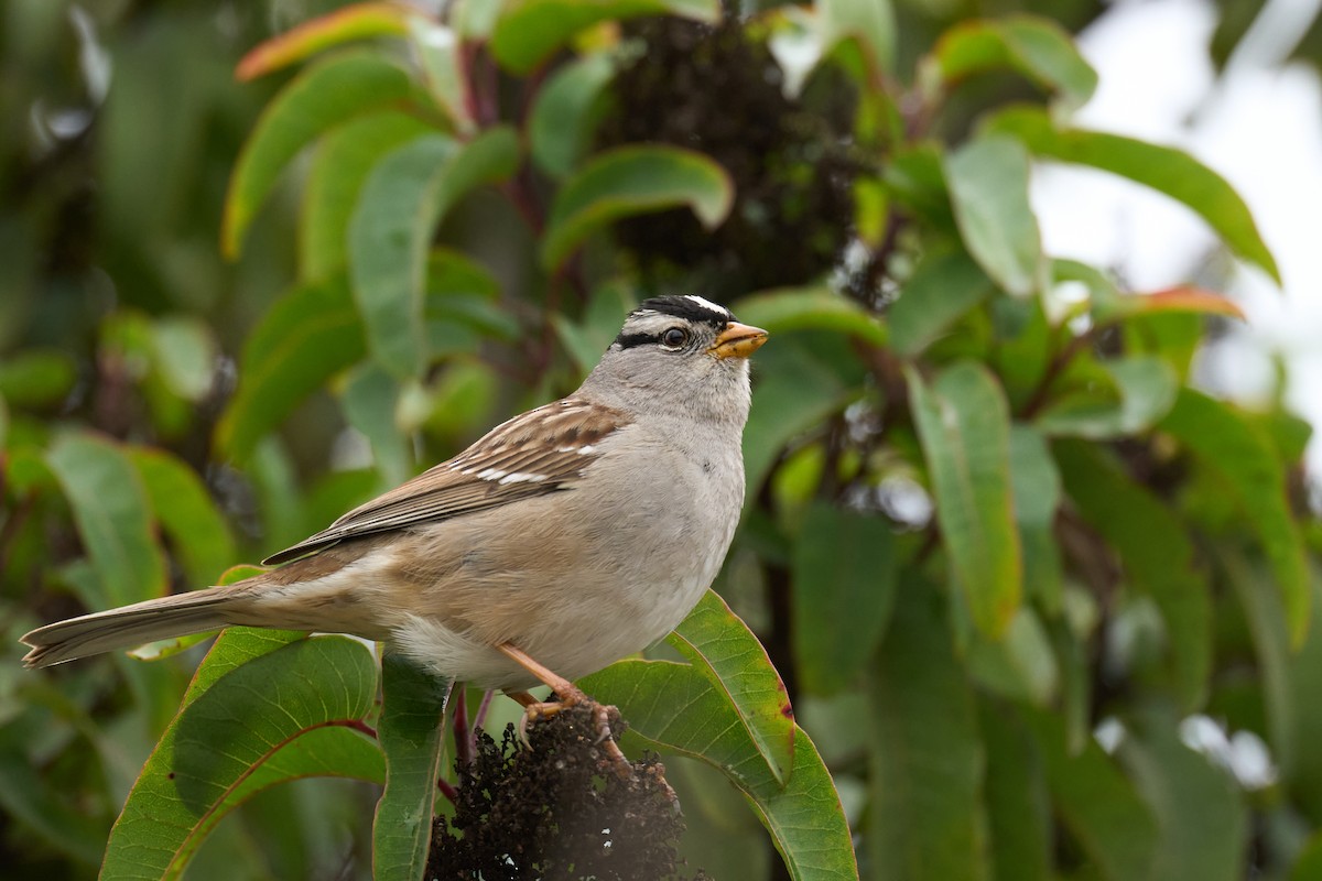 White-crowned Sparrow - Andrew Sheridan